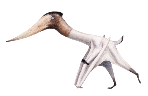 นักวิทยาศาสตร์ค้นพบฟอซซิลไดโนเสาร์บินได้ในทวีปแอฟริกาถึง 3 สายพันธุ์! นักวิทยาศาสตร์ค้นพบฟอซซิลไดโนเสาร์บินได้ในทวีปแอฟริกาถึง 3 สายพันธุ์!