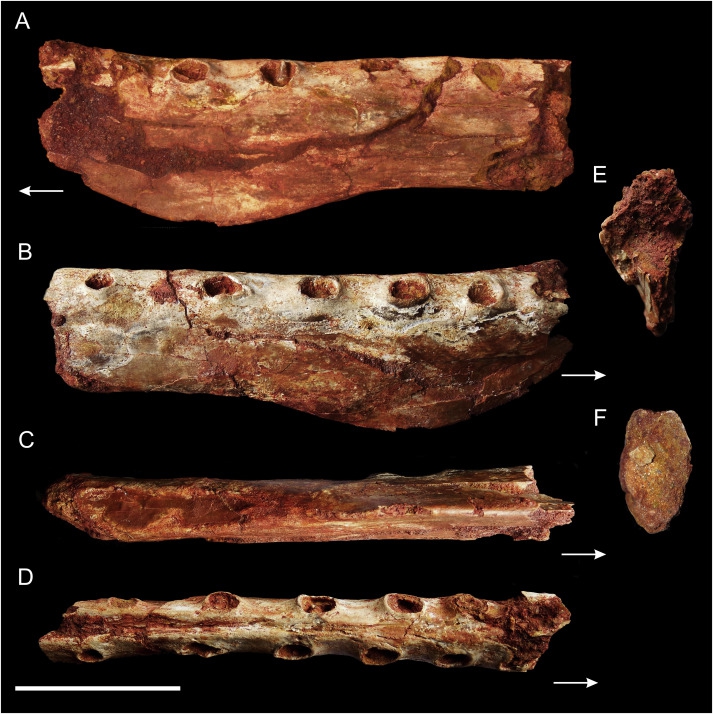 นักวิทยาศาสตร์ค้นพบฟอซซิลไดโนเสาร์บินได้ในทวีปแอฟริกาถึง 3 สายพันธุ์! นักวิทยาศาสตร์ค้นพบฟอซซิลไดโนเสาร์บินได้ในทวีปแอฟริกาถึง 3 สายพันธุ์!