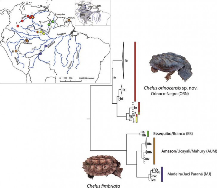 นักวิทยาศาสตร์ค้นพบเต่าน้ำจืดที่มีหน้าตาคล้ายหินชนิดที่ 2 ของโลก