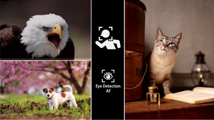 แคนนอนเปิดตัว Canon EOS R5 และ EOS R6 กล้อง Mirrorless ผู้มาพร้อมการถ่ายวิดีโอ 8K และเซ็นเซอร์ระดับเทพ