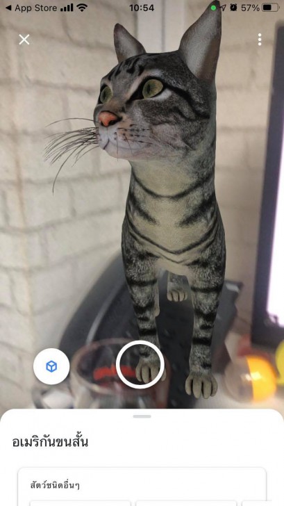 Google Search เพิ่มสัตว์อีก 50 ชนิด ให้ดูภาพและเสียงผ่านกล้องมือถือแบบ 3D AR