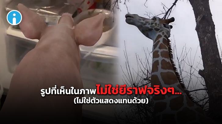 Google Search เพิ่มสัตว์อีก 50 ชนิด ให้ดูภาพและเสียงผ่านกล้องมือถือแบบ 3D AR