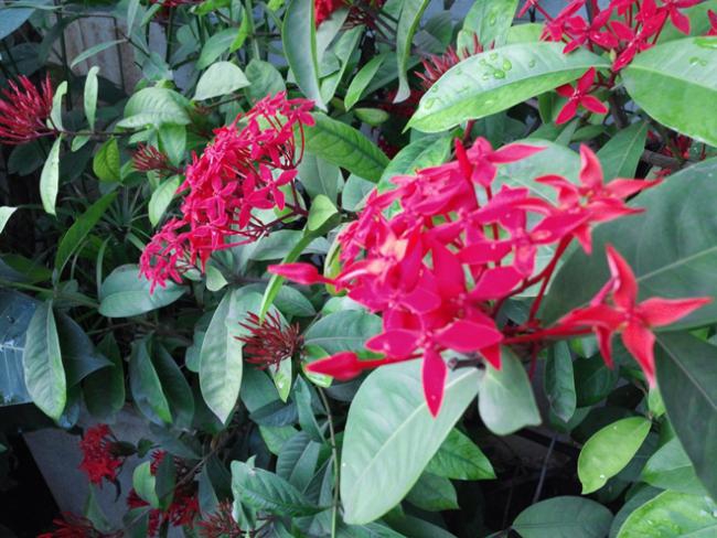 รูปถ่าย Optimus G Pro_06