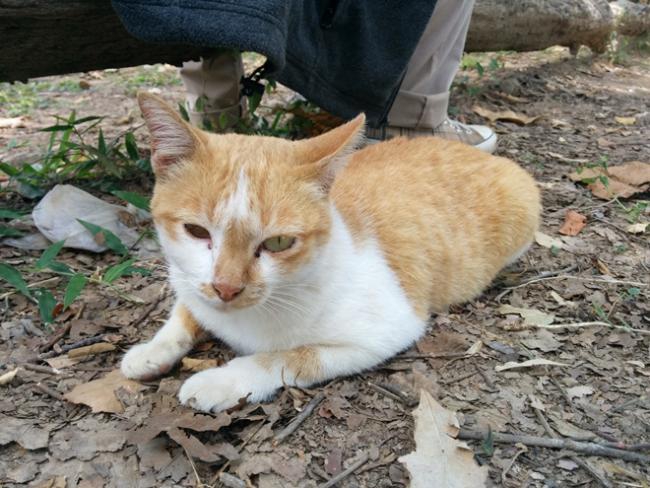 ภาพถ่ายแบบมุมต่ำจาก Nexus 5