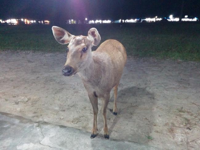ภาพถ่ายกลางคืน Nexus 5