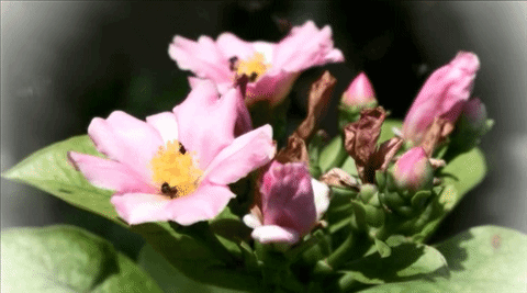 CreativeVDO_Dream CreativeVDO_Dream