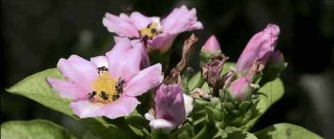 CreativeVDO_Old Movies CreativeVDO_Old Movies