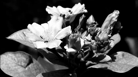 CreativeVDO_Dramatic BW CreativeVDO_Dramatic BW