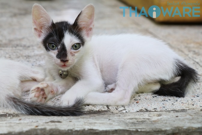 IMG_0499_resize_ใส่โลโก้ IMG_0499_resize_ใส่โลโก้