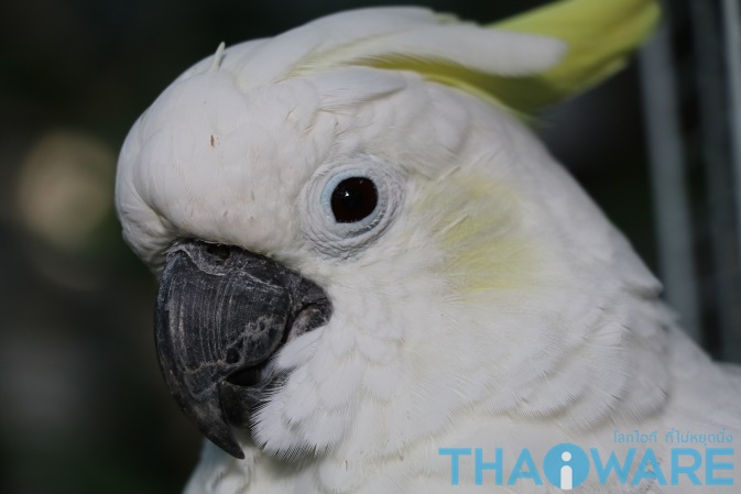 IMG_0535_resize_ใส่โลโก้ IMG_0535_resize_ใส่โลโก้