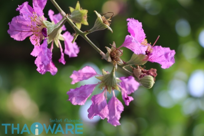 IMG_0830_resize_ใส่โลโก้ IMG_0830_resize_ใส่โลโก้