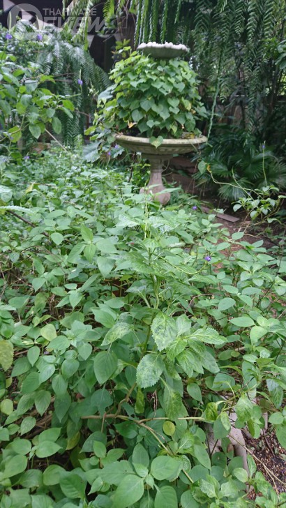 Xperia XZ สมาร์ทโฟนกล้องเทพ โฟกัสเร็วกว่านรก พร้อมระบบกันสั่น 5 แกน รุ่นแรกในโลก