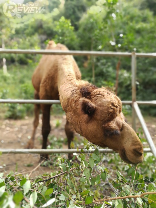 HUAWEI GR5 2017 สมาร์ทโฟนกล้องคู่ อู้หู ราคาไม่ถึงหมื่น