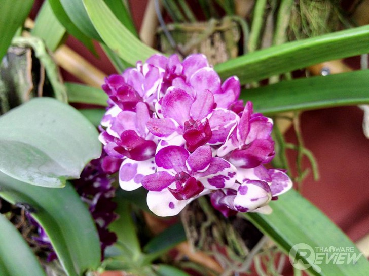 Aston Luxury S สมาร์ทโฟนดีไซน์หรูเซลฟี่ตัวแม่ กล้องหน้า 13 ล้าน ราคาเบา