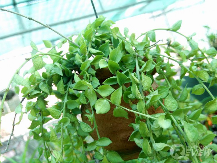 Aston Luxury S สมาร์ทโฟนดีไซน์หรูเซลฟี่ตัวแม่ กล้องหน้า 13 ล้าน ราคาเบา