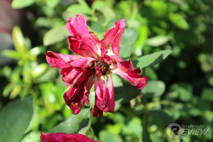 Canon EOS M6 มิลเลอร์เลสระดับจริงจัง กะทัดรัดเบาสบาย ได้ภาพสวย