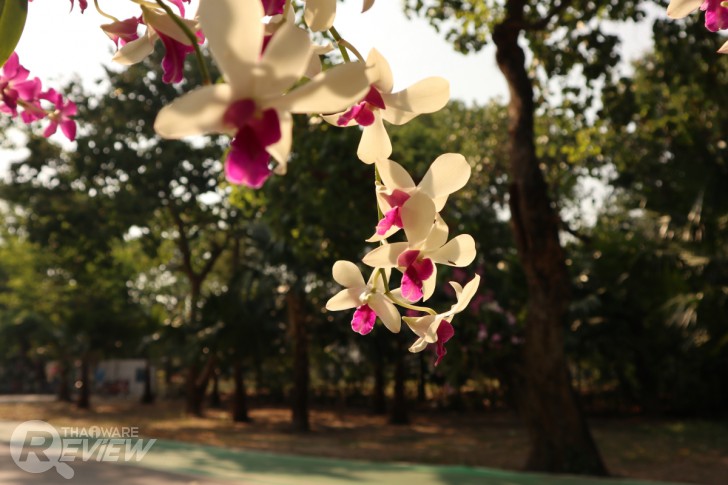 Canon EOS M6 มิลเลอร์เลสระดับจริงจัง กะทัดรัดเบาสบาย ได้ภาพสวย