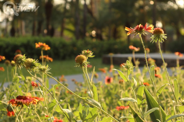 Canon EOS M6 มิลเลอร์เลสระดับจริงจัง กะทัดรัดเบาสบาย ได้ภาพสวย