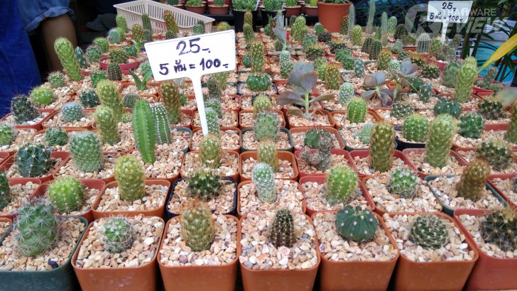 Xiaomi Mi MiX หมวยจอยักษ์ รักไร้พรมแดน กับดีไซน์ไร้ขอบ สวยสะกดทุกสายตาเมื่อแรกพบ