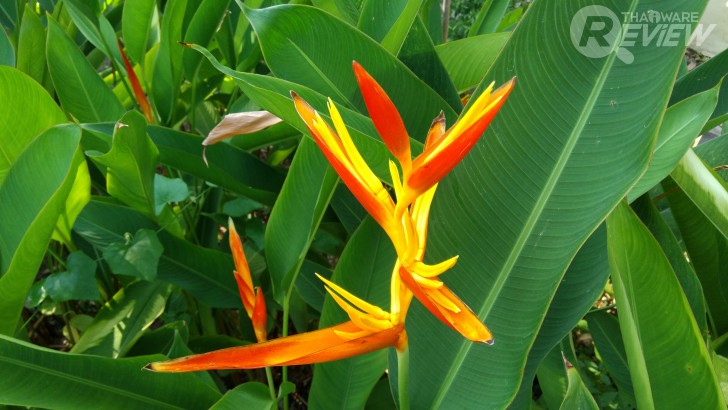 Xiaomi Mi MiX หมวยจอยักษ์ รักไร้พรมแดน กับดีไซน์ไร้ขอบ สวยสะกดทุกสายตาเมื่อแรกพบ