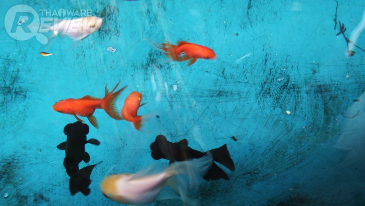 Nokia 6 สมาร์ทโฟน ที่หวังสร้างตำนานบทใหม่ของ Nokia