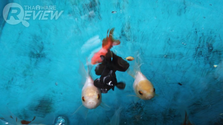 Nokia 6 สมาร์ทโฟน ที่หวังสร้างตำนานบทใหม่ของ Nokia