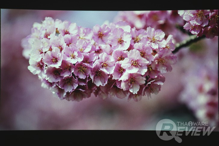 Casio XJ-A257 สลิมโปรเจคเตอร์บางเบา ภาพสวย สะดวกด้วยการฉายผ่านสมาร์ทโฟน