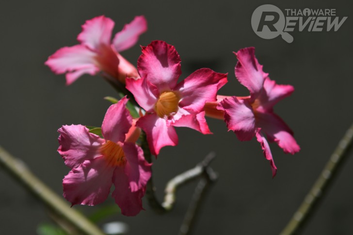 Nikon D7500 กล้อง DSLR ไซส์ APS-C กึ่งโปร รองรับการถ่ายวิดีโอ 4K การันตีรางวัลจาก EISA