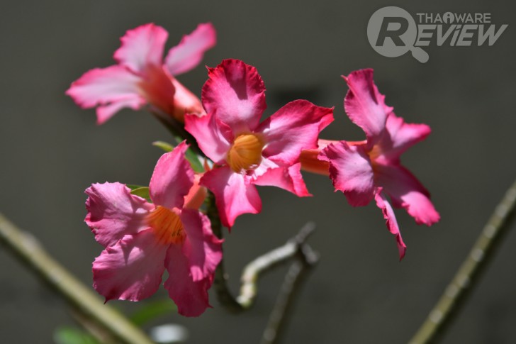 Nikon D7500 กล้อง DSLR ไซส์ APS-C กึ่งโปร รองรับการถ่ายวิดีโอ 4K การันตีรางวัลจาก EISA