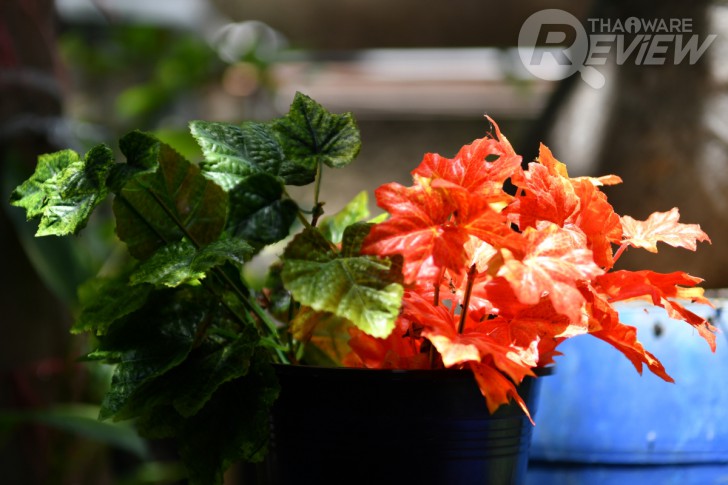 Nikon D7500 กล้อง DSLR ไซส์ APS-C กึ่งโปร รองรับการถ่ายวิดีโอ 4K การันตีรางวัลจาก EISA