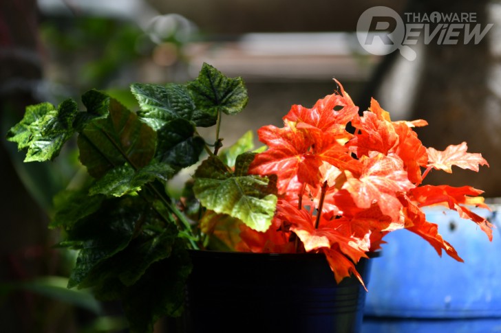 Nikon D7500 กล้อง DSLR ไซส์ APS-C กึ่งโปร รองรับการถ่ายวิดีโอ 4K การันตีรางวัลจาก EISA