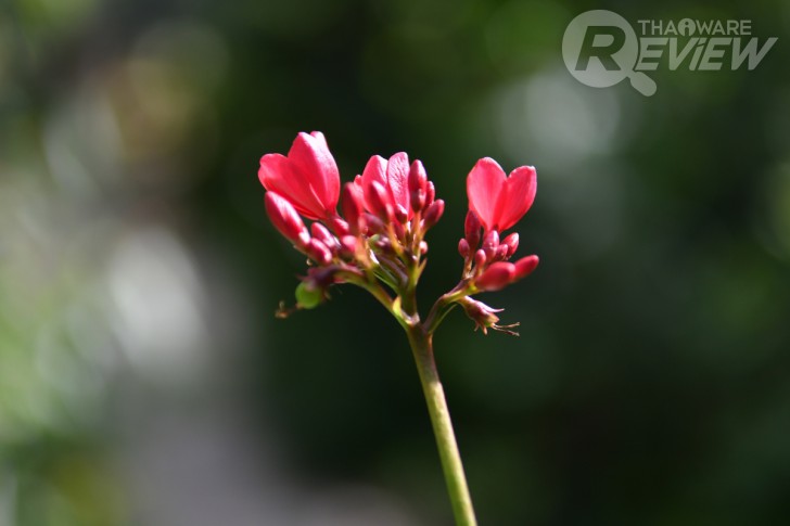 Nikon D7500 กล้อง DSLR ไซส์ APS-C กึ่งโปร รองรับการถ่ายวิดีโอ 4K การันตีรางวัลจาก EISA