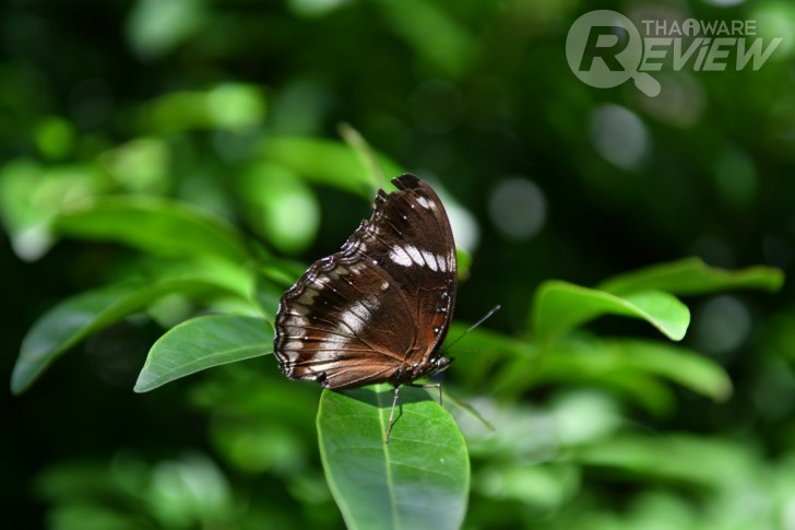 Nikon D7500 กล้อง DSLR ไซส์ APS-C กึ่งโปร รองรับการถ่ายวิดีโอ 4K การันตีรางวัลจาก EISA