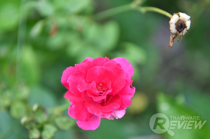 Nikon D7500 กล้อง DSLR ไซส์ APS-C กึ่งโปร รองรับการถ่ายวิดีโอ 4K การันตีรางวัลจาก EISA