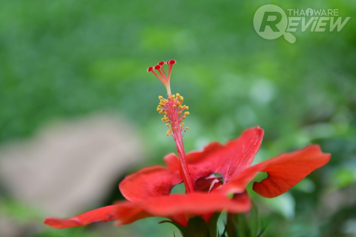 Nikon D7500 กล้อง DSLR ไซส์ APS-C กึ่งโปร รองรับการถ่ายวิดีโอ 4K การันตีรางวัลจาก EISA