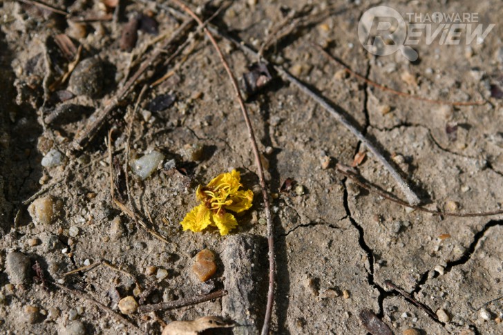 Nikon D7500 กล้อง DSLR ไซส์ APS-C กึ่งโปร รองรับการถ่ายวิดีโอ 4K การันตีรางวัลจาก EISA