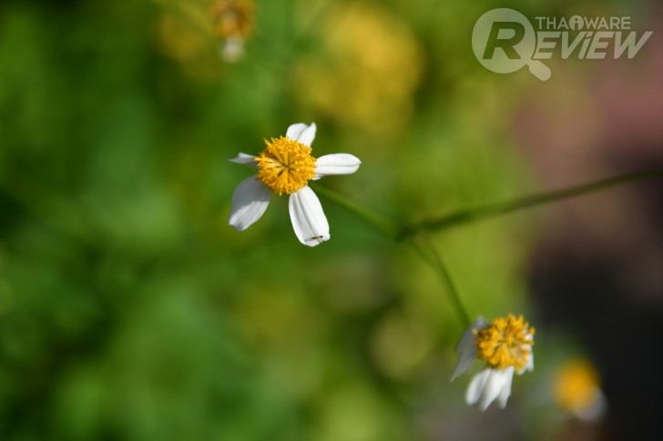 Nikon D7500 กล้อง DSLR ไซส์ APS-C กึ่งโปร รองรับการถ่ายวิดีโอ 4K การันตีรางวัลจาก EISA