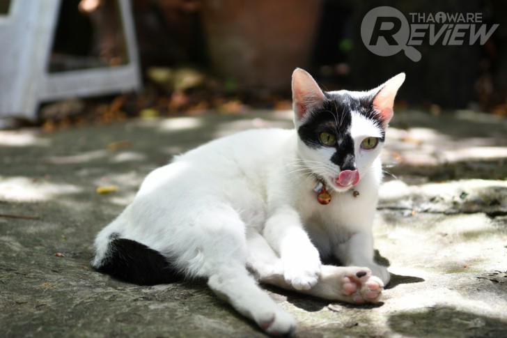 Nikon D7500 กล้อง DSLR ไซส์ APS-C กึ่งโปร รองรับการถ่ายวิดีโอ 4K การันตีรางวัลจาก EISA