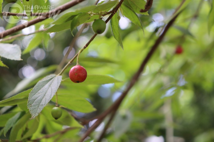 Canon EOS 200D กล้องโปรระดับเริ่มต้น ตัวเล็ก สีสวยโดดเด่น พร้อมชิป DIGIC 7