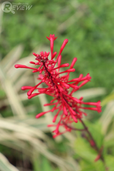 Canon EOS 200D กล้องโปรระดับเริ่มต้น ตัวเล็ก สีสวยโดดเด่น พร้อมชิป DIGIC 7