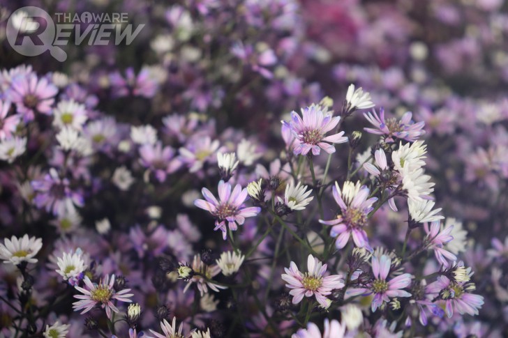 Canon EOS 200D กล้องโปรระดับเริ่มต้น ตัวเล็ก สีสวยโดดเด่น พร้อมชิป DIGIC 7