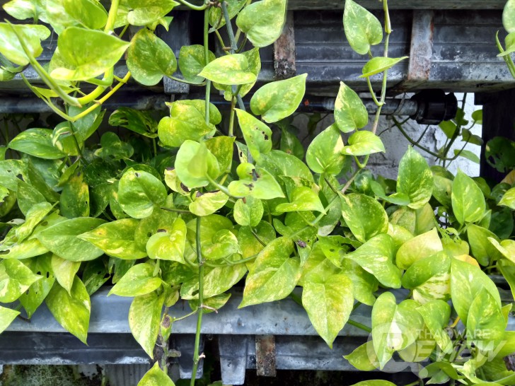 ASUS Zenfone 4 MAX Pro แบตอึดสะใจ ชัดดีด้วยกล้องคู่ กล้องหน้าเซลฟี่ ใช้งานได้ตลอดวัน