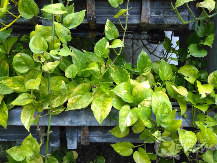 ASUS Zenfone 4 MAX Pro แบตอึดสะใจ ชัดดีด้วยกล้องคู่ กล้องหน้าเซลฟี่ ใช้งานได้ตลอดวัน