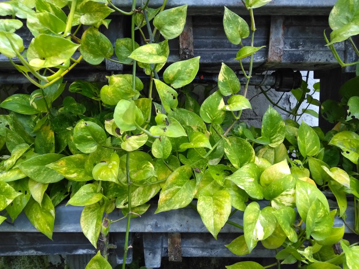 ASUS Zenfone 4 MAX Pro แบตอึดสะใจ ชัดดีด้วยกล้องคู่ กล้องหน้าเซลฟี่ ใช้งานได้ตลอดวัน