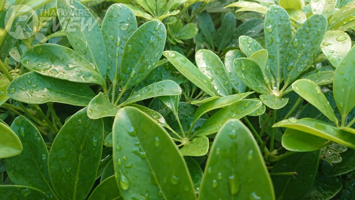 Sony Xperia XZ Premium สมาร์ทโฟนหรู หน้าจอ 4K HDR เครื่องแรกของโลก