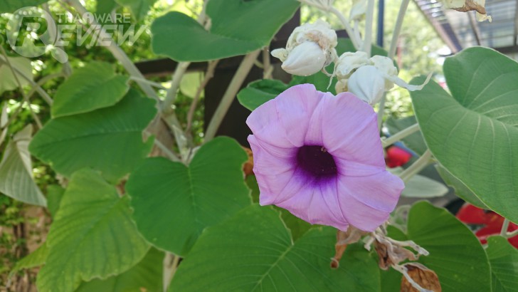 Sony Xperia XZ Premium สมาร์ทโฟนหรู หน้าจอ 4K HDR เครื่องแรกของโลก