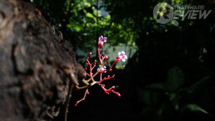 Sony Xperia XA1 Ultra สมาร์ทโฟนจอใหญ่ 6 นิ้ว ภาพสวยเสียงดี ในราคาที่ใครก็เป็นเจ้าของได้