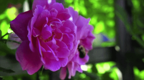 Casio XJ-V2 โปรเจคเตอร์ราคาเบาๆ ฉายภาพสวย ใช้งานยาวนานด้วยหลอดฉาย Lamp Free