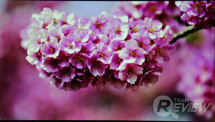 Casio XJ-V2 โปรเจคเตอร์ราคาเบาๆ ฉายภาพสวย ใช้งานยาวนานด้วยหลอดฉาย Lamp Free