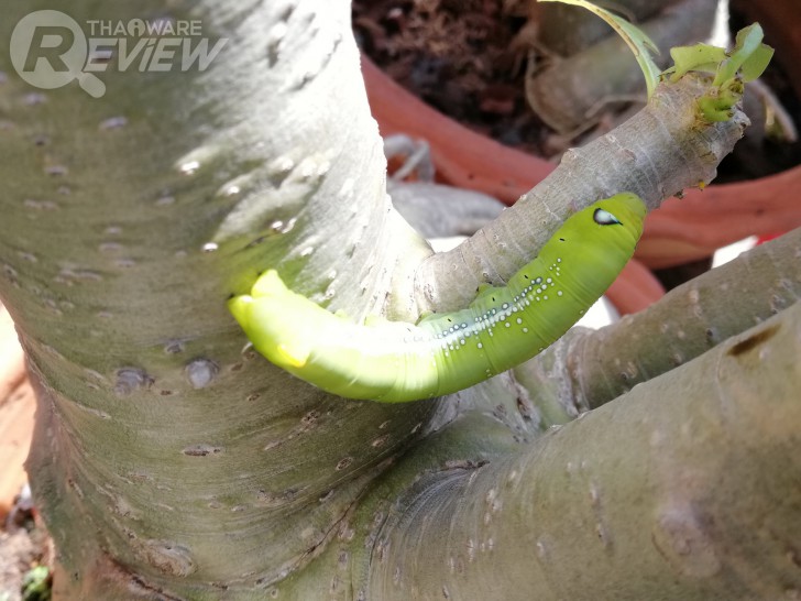 Huawei Nova 2i สมาร์ทโฟนราคากลางๆ ที่มาพร้อมสเปกเกือบเท่าเรือธง